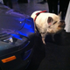 Illustration for article titled Here’s A Pig And A Mercedes SLS AMG